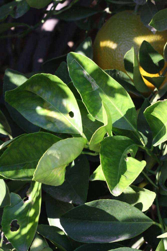            Shade leaves (Riverside, CA)   